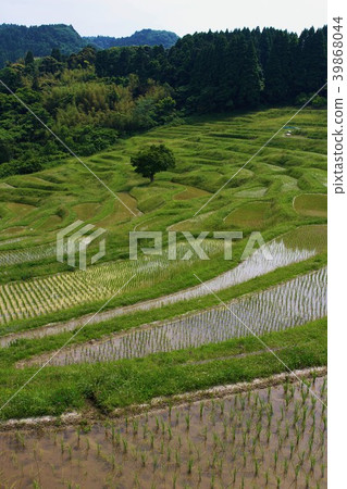 Sanae的Boso半島,Oyama Senmaida Sanae的Boso半島,Oyama Senmaida 39868044