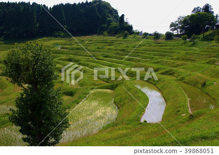 Sanae的Boso半島,Oyama Senmaida Sanae的Boso半島,Oyama Senmaida 39868051