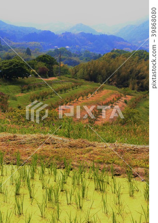 Sanae的Boso半島,Oyama Senmaida Sanae的Boso半島,Oyama Senmaida 39868080
