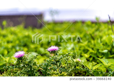 Wuhu South Four Islands Wuhu South Four Islands 39868140