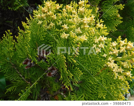 The fruit of last year and this year live together in the Konotegashiwa of the garden tree 39868473