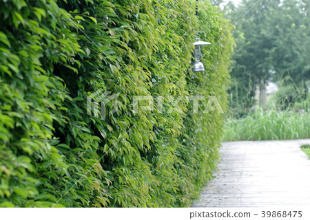 green tree fence with classic lamp 39868475