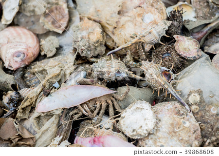Dead sea animal after they were fished from sea Dead sea animal after they were fished from sea 39868608