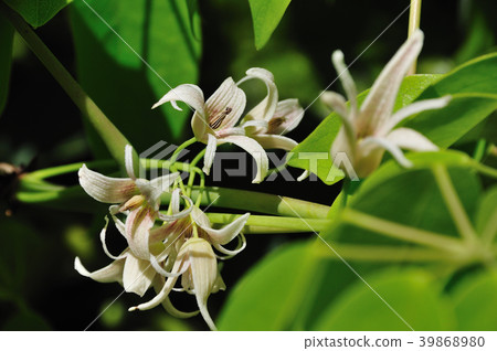 Ikuko(Mumu) Ikuko(Mumu) 39868980