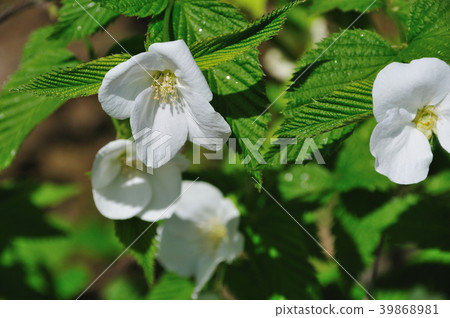 Shirayama buki（城山歌舞伎） 39868981