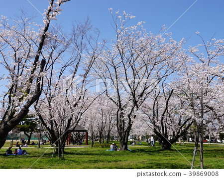 櫻花森林公園盛開 櫻花森林公園盛開 39869008