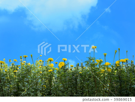 Beautiful marigold flowers in the garden  39869015