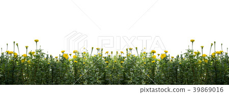 Beautiful marigold flowers in the garden isolated 39869016