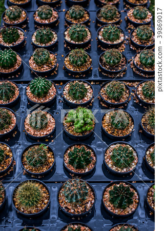 cactus, sugar palm leaf, decoration in the garden cactus, sugar palm leaf, decoration in the garden 39869017