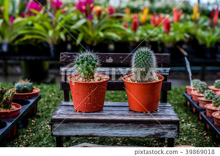 cactus, sugar palm leaf, decoration in the garden cactus, sugar palm leaf, decoration in the garden 39869018