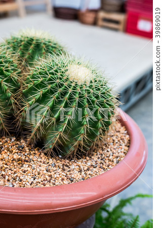 cactus, sugar palm leaf, decoration in the garden cactus, sugar palm leaf, decoration in the garden 39869019