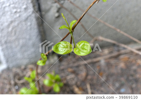 年輕的芽 39869110