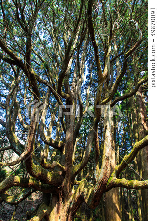 Takamori-dono cedar [Komori Aso-gun Takamori-cho] 39870091