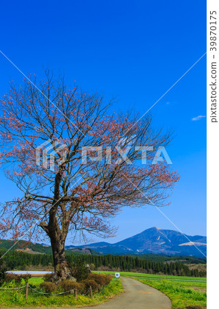 Maehara's one cherry blossoms (Kogoku Aso-gun Oguni Town) 39870175