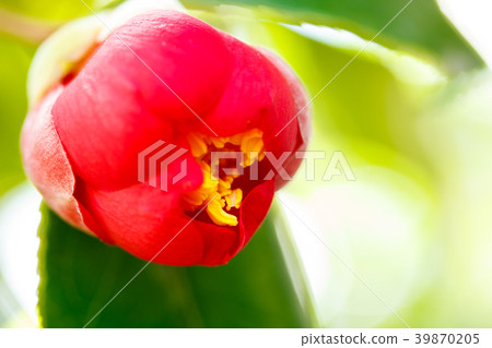 山茶花紅色的花朵 山茶花紅色的花朵 39870205