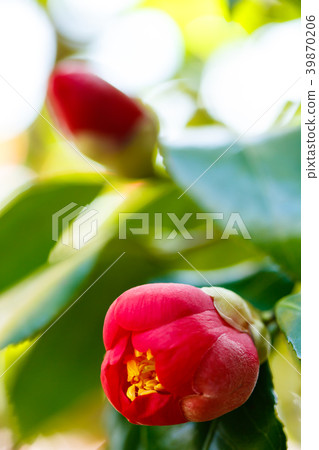 Camellia red flowers 39870206