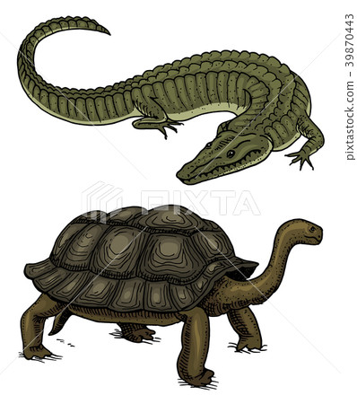 Crocodile and turtle. Reptiles and amphibians Pet 39870443