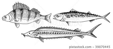 River and lake fish. Perch or bass, Scomber or River and lake fish. Perch or bass, Scomber or 39870445