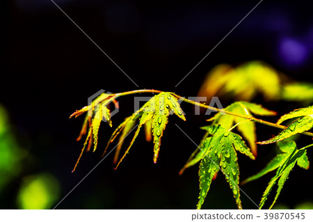Autumn leaves and black background Autumn leaves and black background 39870545
