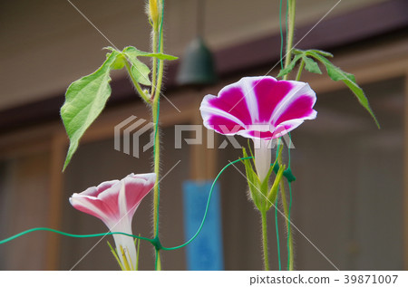 Morning glory 39871007