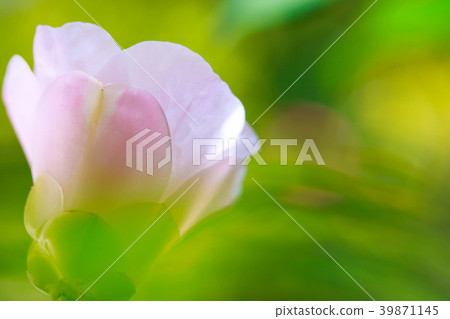 Yuki Tsubaki 39871145