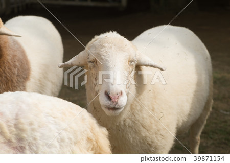 Smiling sheep. Smiling sheep. 39871154