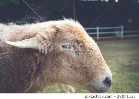 Head of sheep. (vintage tone) Head of sheep. (vintage tone) 39871155