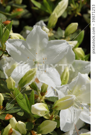 杜鵑花（白椽） 39871253