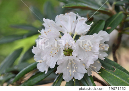 Tsukushi Rhododendron Tsukushi Rhododendron 39871262