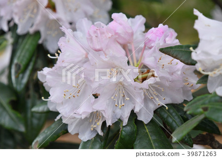 Tsukushi Rhododendron Tsukushi Rhododendron 39871263