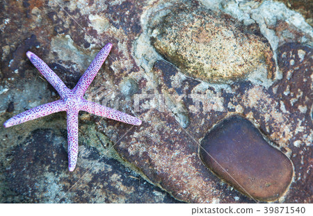 Background of sea star and stones Background of sea star and stones 39871540