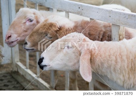 The sheep are waiting for food. The sheep are waiting for food. 39871870