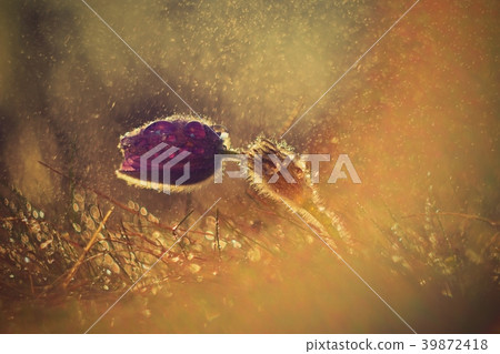 Spring flower.Nature with springtime pasque flower 39872418