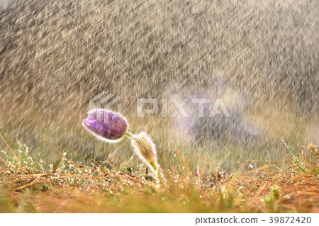 Spring flower.Nature with springtime pasque flower Spring flower.Nature with springtime pasque flower 39872420