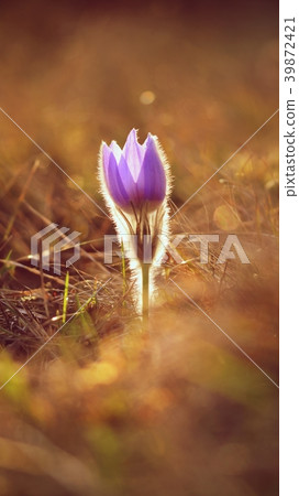 Spring flower.Nature with springtime pasque flower 39872421