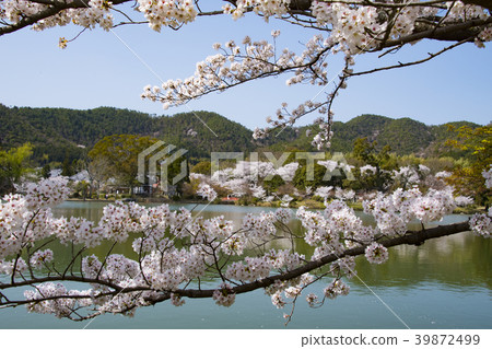 Kyoto Daimyoji cherry tree 39872499