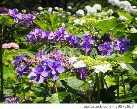 hydrangea   39872667