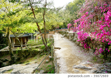 Soswonwon，朝鮮精子，精子培養， 39872669