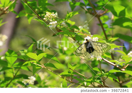 烏蘇巴族 烏蘇巴族 39872841