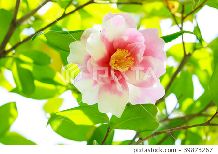 Haruyamasanka or camellia, spotted smile 39873267
