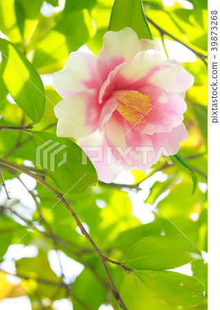 Haruyamasanka或山茶花,發現微笑 Haruyamasanka或山茶花,發現微笑 39873268