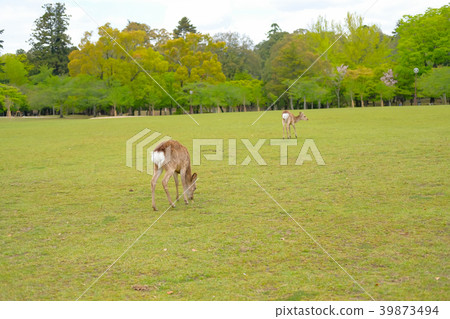 Deer in Nara Park Deer in Nara Park 39873494