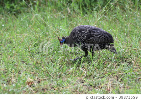 Serengeti National Park 39873559