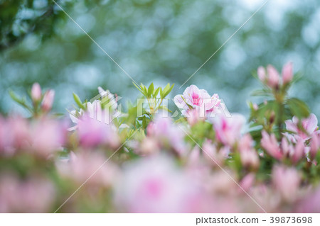 Azalea Azalea 39873698