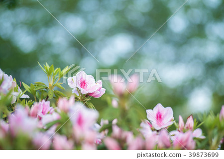 Azalea 39873699