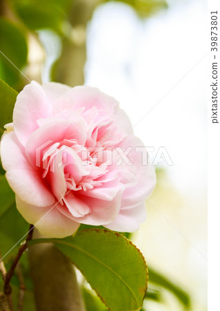 Mochi色的杏子開花的芽 39873801