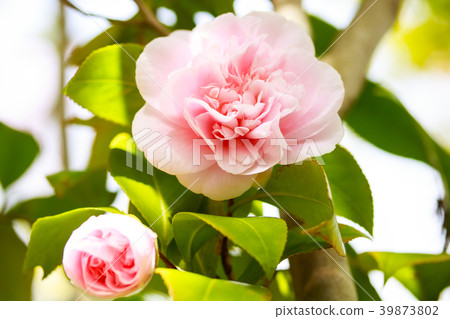 Mochi色的杏子開花的芽 39873802