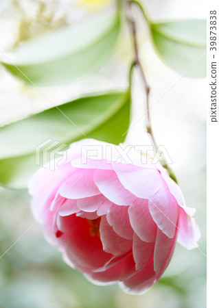 Camellia · Commuter bird 39873838