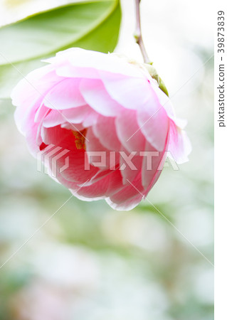 Camellia · Commuter bird 39873839