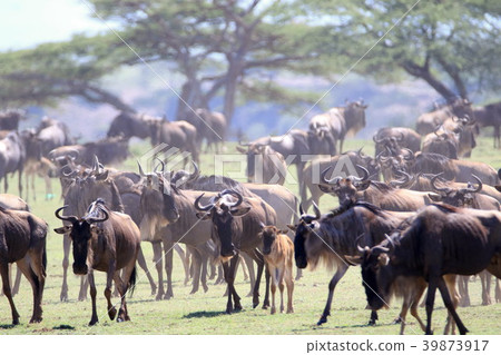 Serengeti National Park 39873917